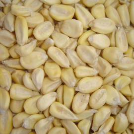 Grains de maïs grillés et salés à grignoter - Kikos - Tierra con Sabor